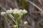 Baldwin's milkwort